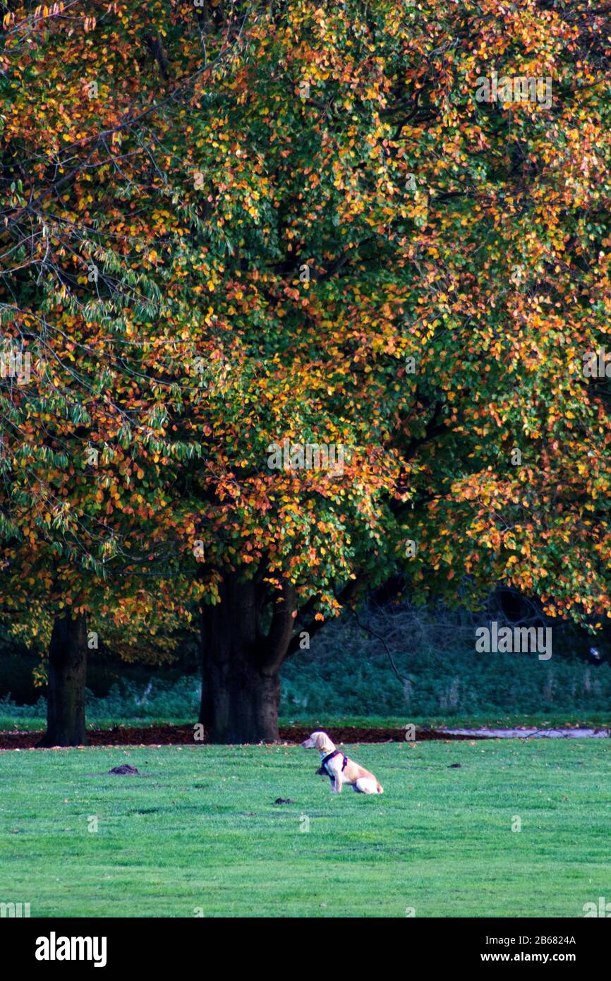 Hund draußen unter Baum, spielen, freundlich und aufmerksam. Aktive Kaninchenlösung Stockfoto