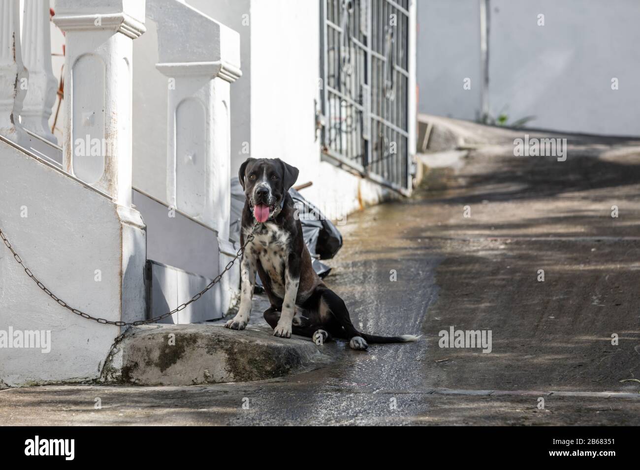 Hund sitzt in einer Einfahrt in St. Martin Stockfoto