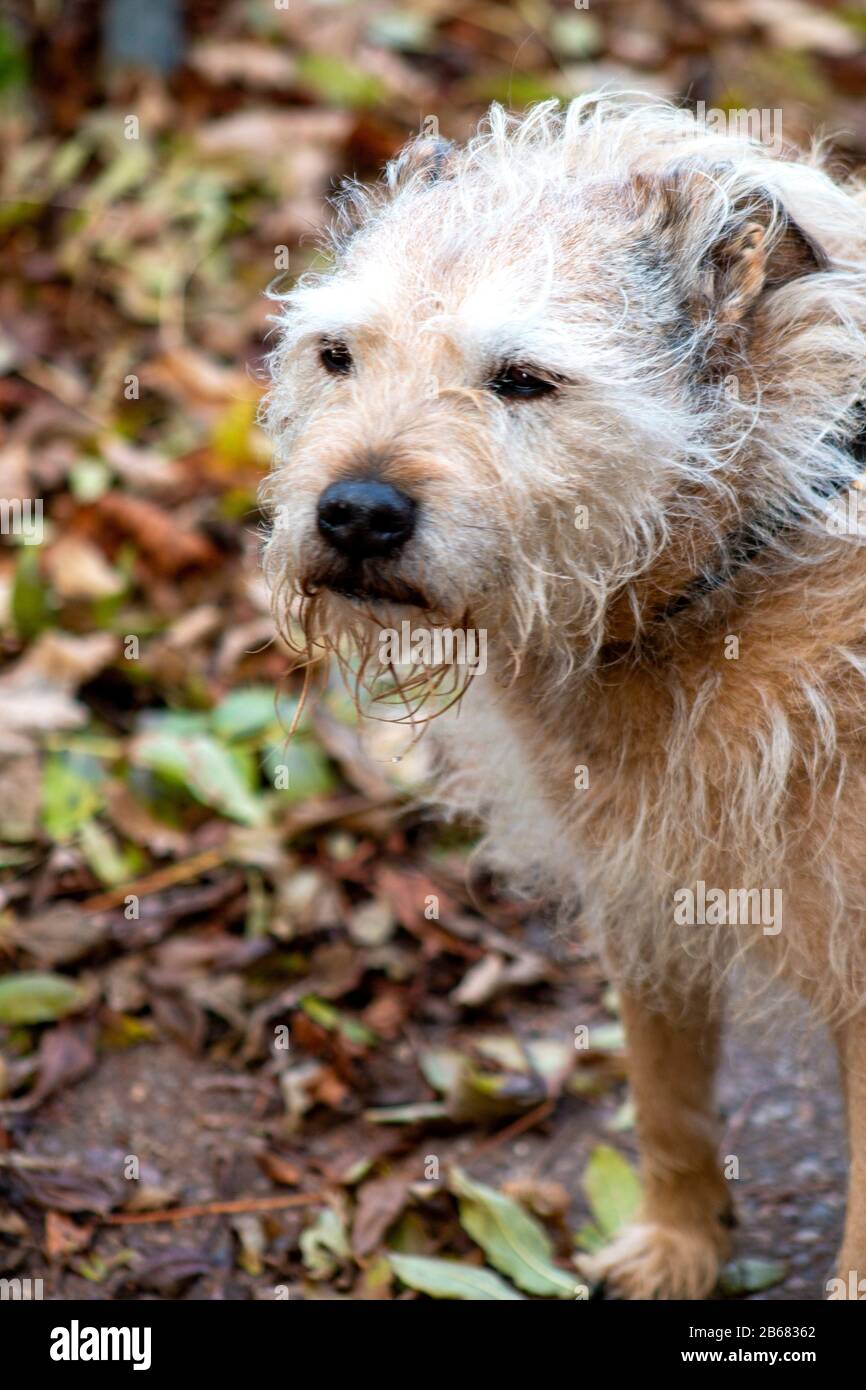 Schummeliger Hund im Freien sitzend, starrend, spielend, freundlich und aufmerksam. Aktive Kaninchenlösung Stockfoto
