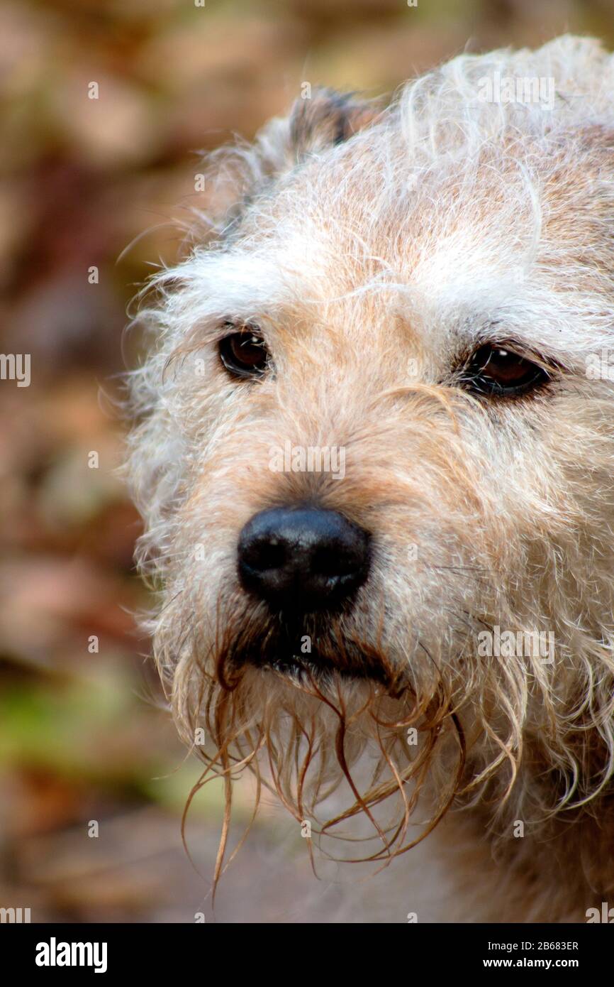 Schummeliger Hund im Freien sitzend, starrend, spielend, freundlich und aufmerksam. Aktive Kaninchenlösung Stockfoto