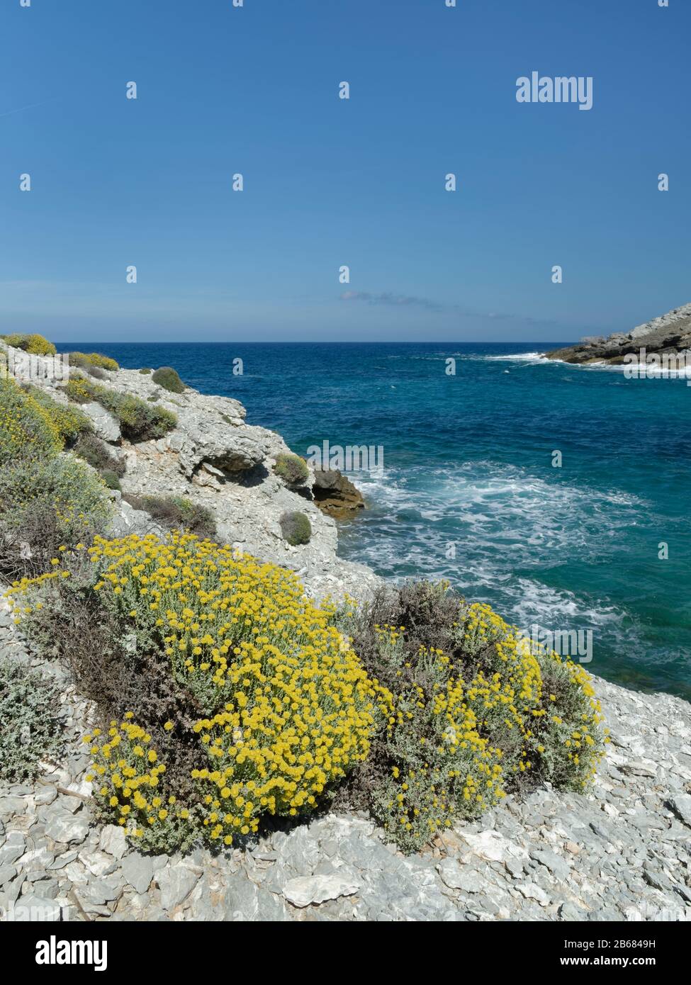 Ewige / Immerwährende Blume (Helichrysum stoechas) blüht an einer felsigen Küste, in der Nähe von Arta, Mallorca-Ostküste, Mai. Stockfoto