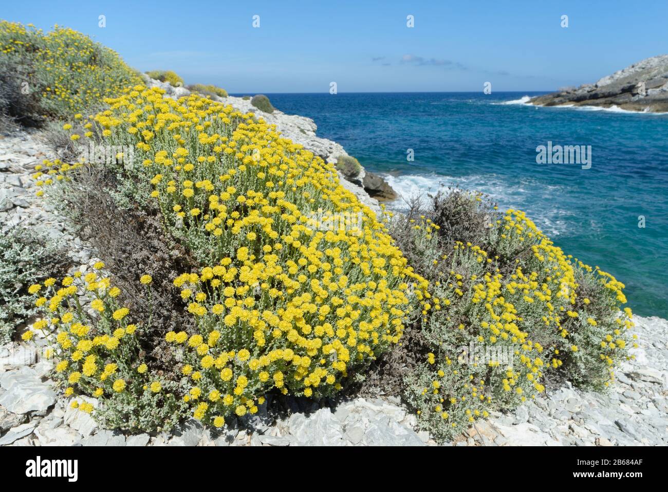 Ewige / Immerwährende Blume (Helichrysum stoechas) blüht an einer felsigen Küste, in der Nähe von Arta, Mallorca-Ostküste, Mai. Stockfoto