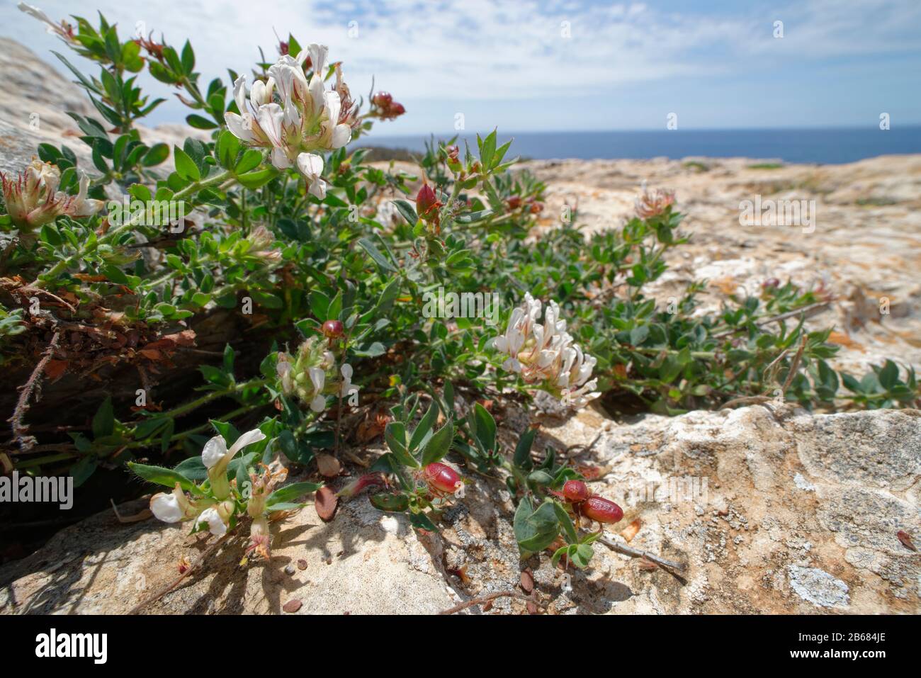 Behaarter Kanarenklee (Dorycnium hirsutum), der auf Kalkfelsen blüht, Mallorca-Südküste, Mai. Stockfoto