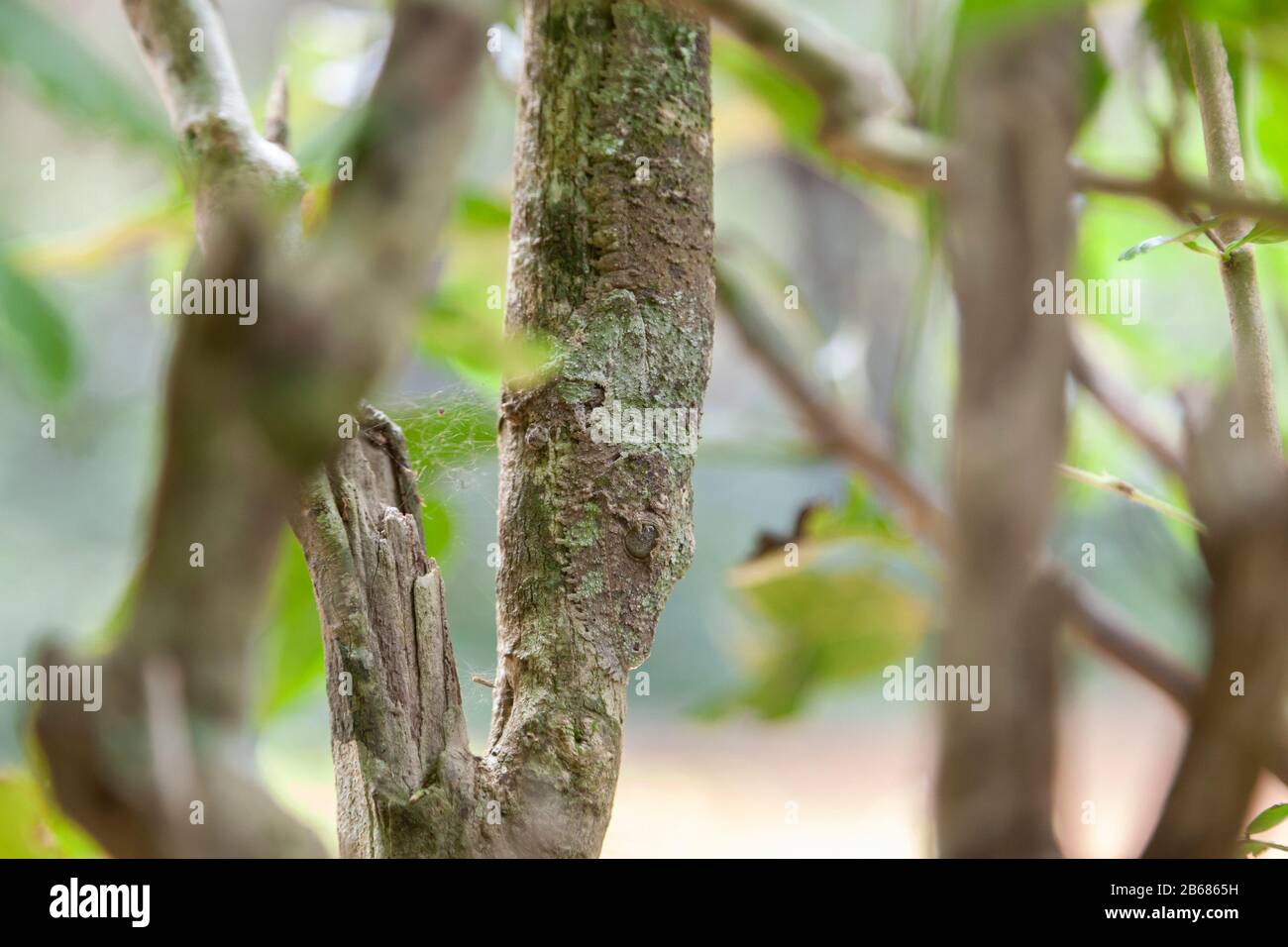 Madagaskar - was für ein wunderbarer Ort!!! Stockfoto