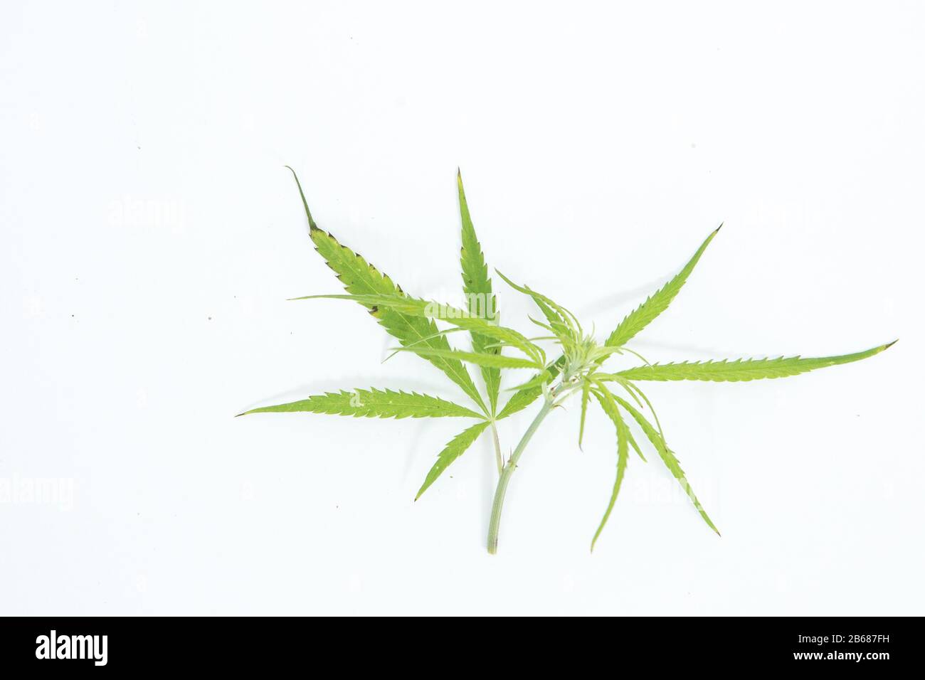 Frischer Hemp Hinterlässt als Dekoration den weißen Hintergrund Stockfoto