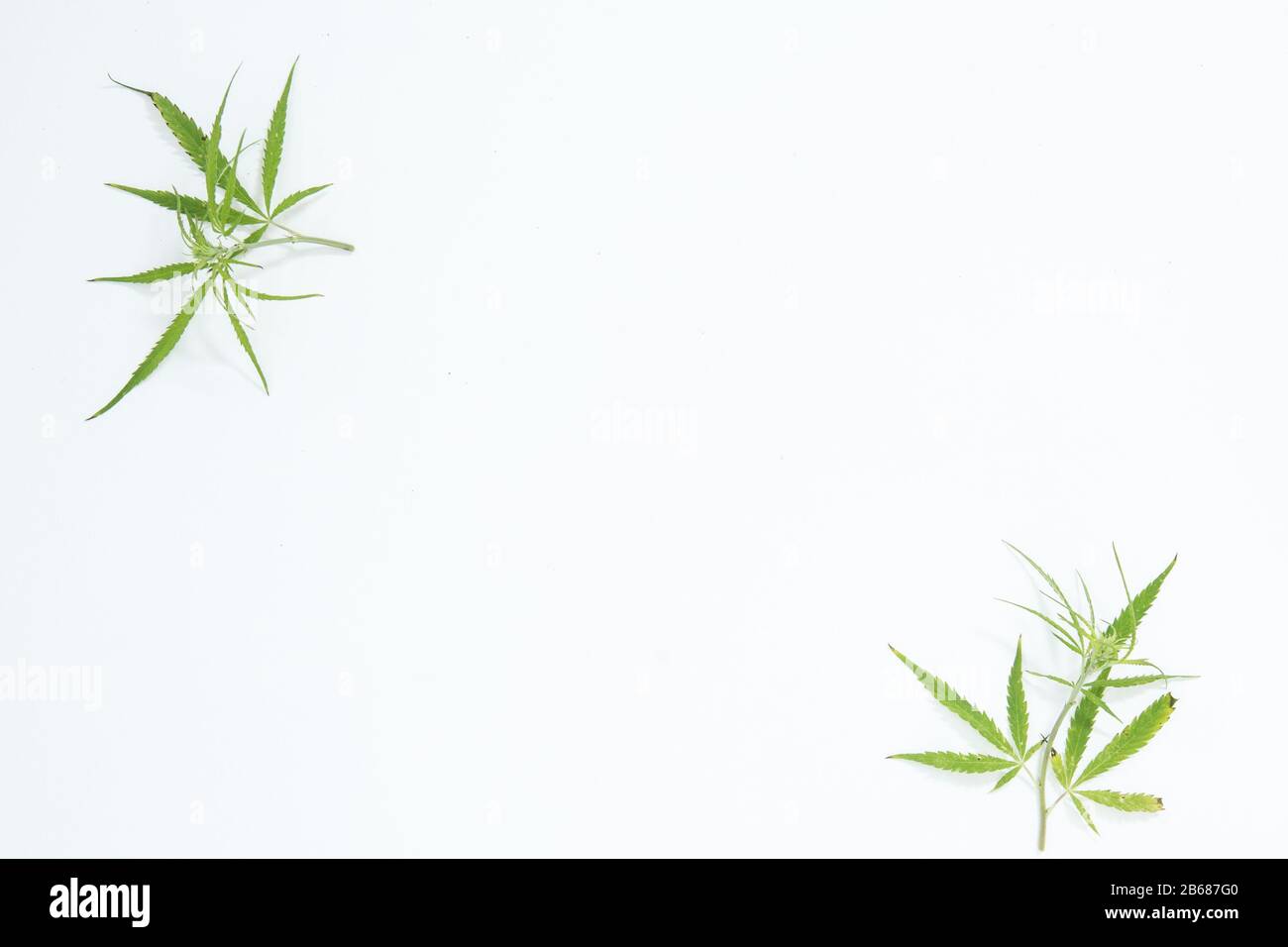 Frischer Hemp Hinterlässt als Dekoration den weißen Hintergrund Stockfoto