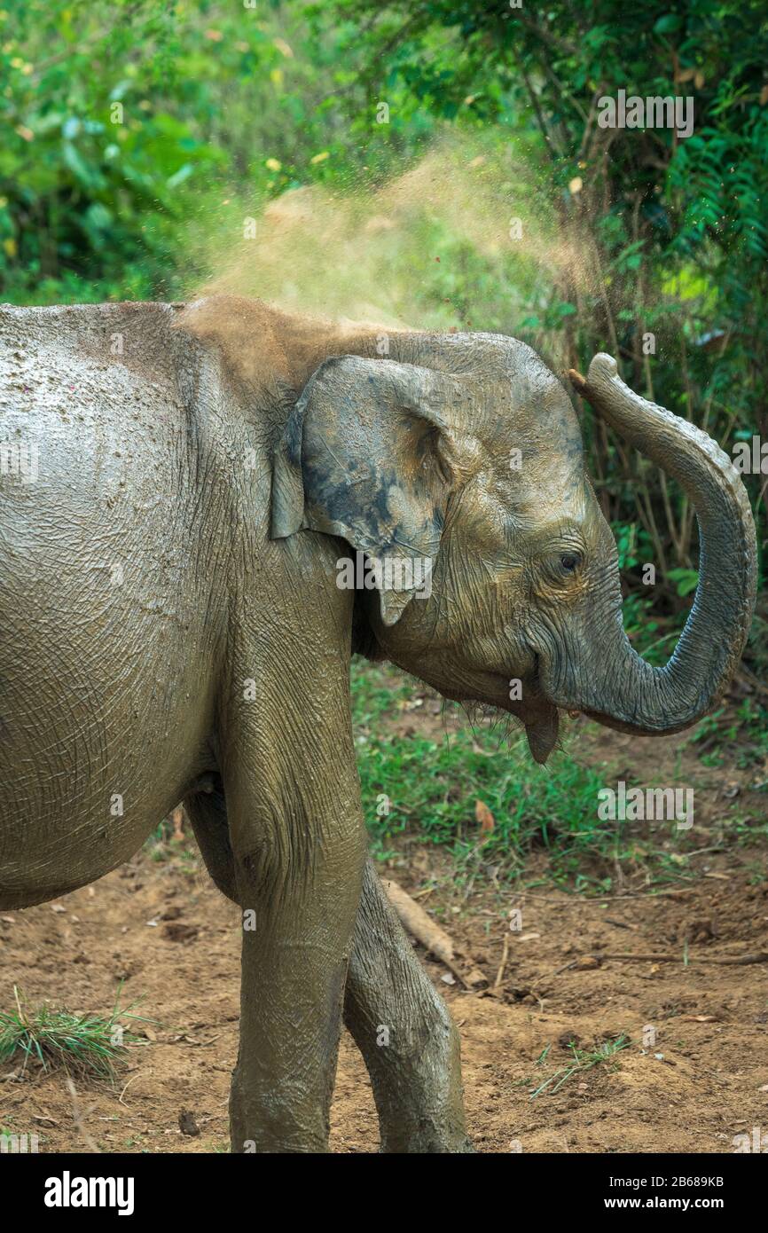 Ein junger Elefant wirft im Udawalawe National Park in der südlichen Provinz Sri Lankas Schmutz über sich. Stockfoto