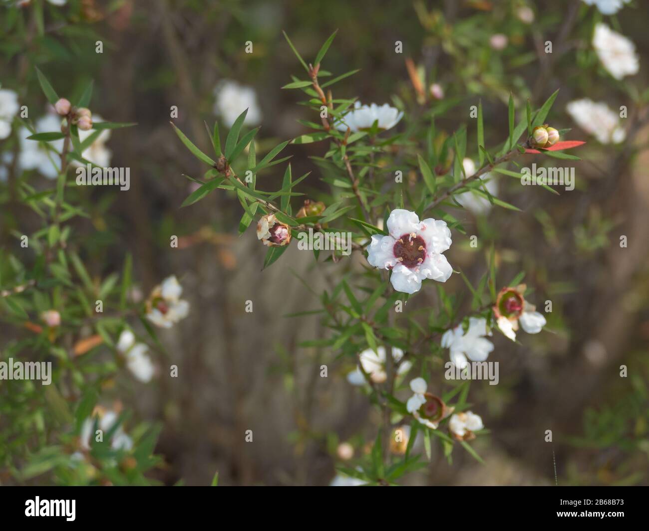 Pflanzen Sie Teebaum mit weißen Blumen mit natürlichem Tageslicht leptospermum scoparium manuka Stockfoto