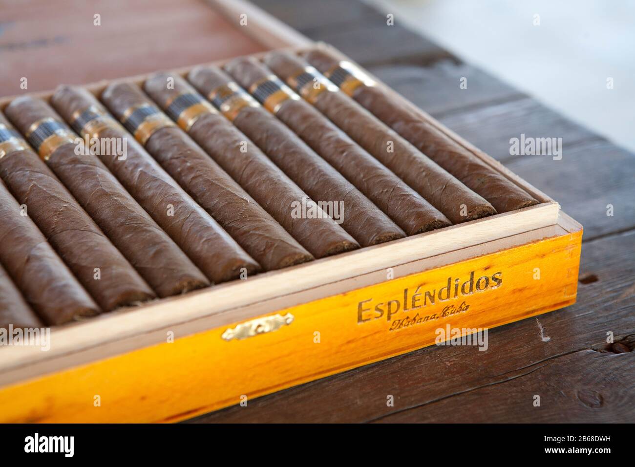 Esplendidos cohiba Zigarren handgefertigt in Kuba Stockfoto