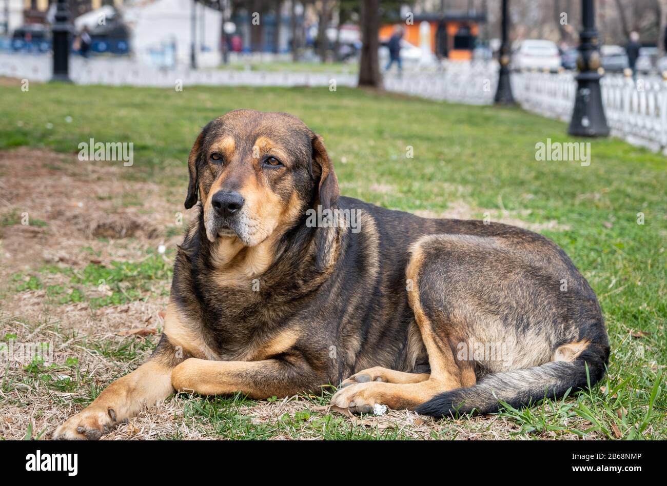 Auf dem Gras im Park sitzt ein großer schwarzer Hund Stockfoto