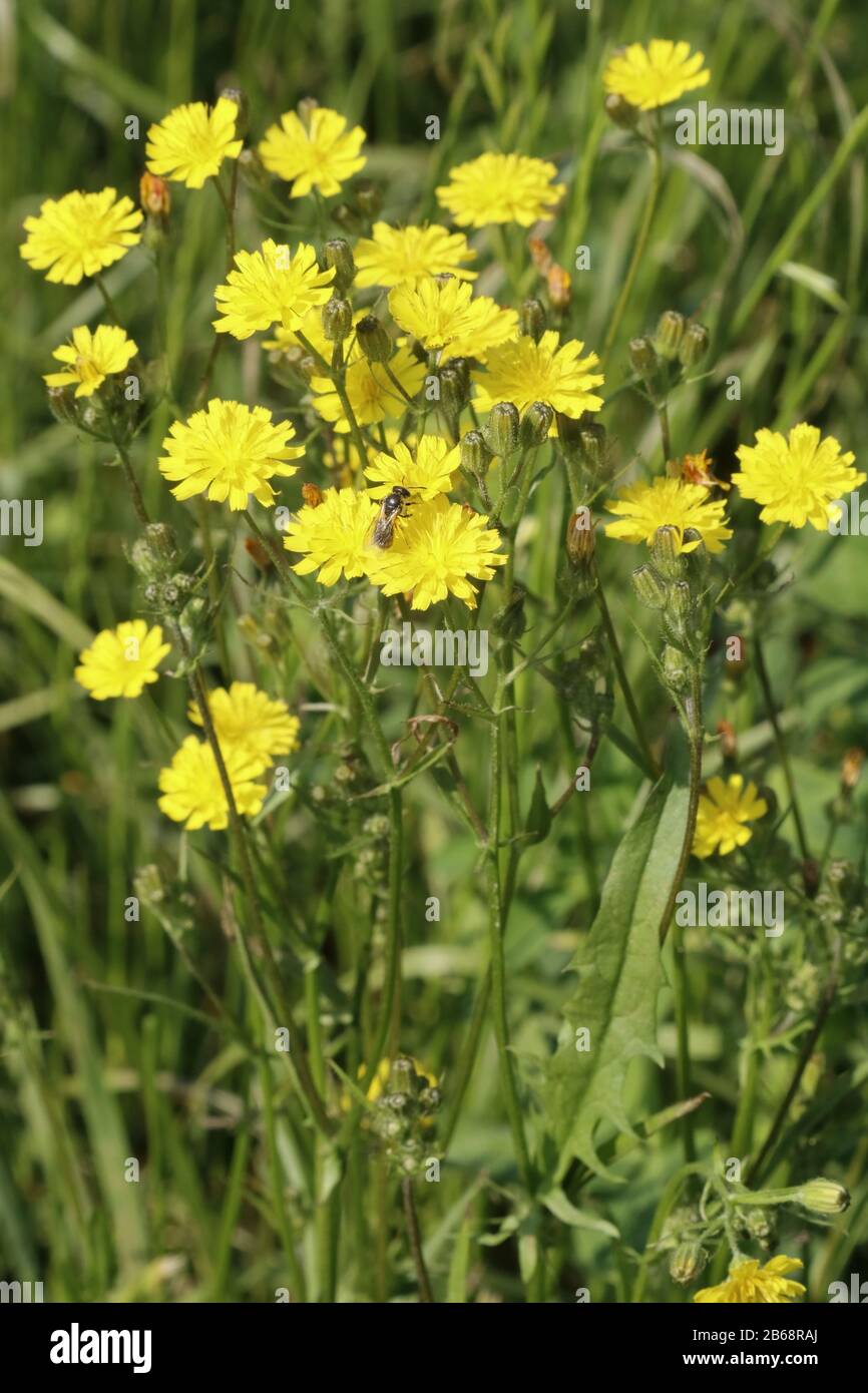 Kleinköpfiger Pippau, Crepis Capillaris Stockfoto