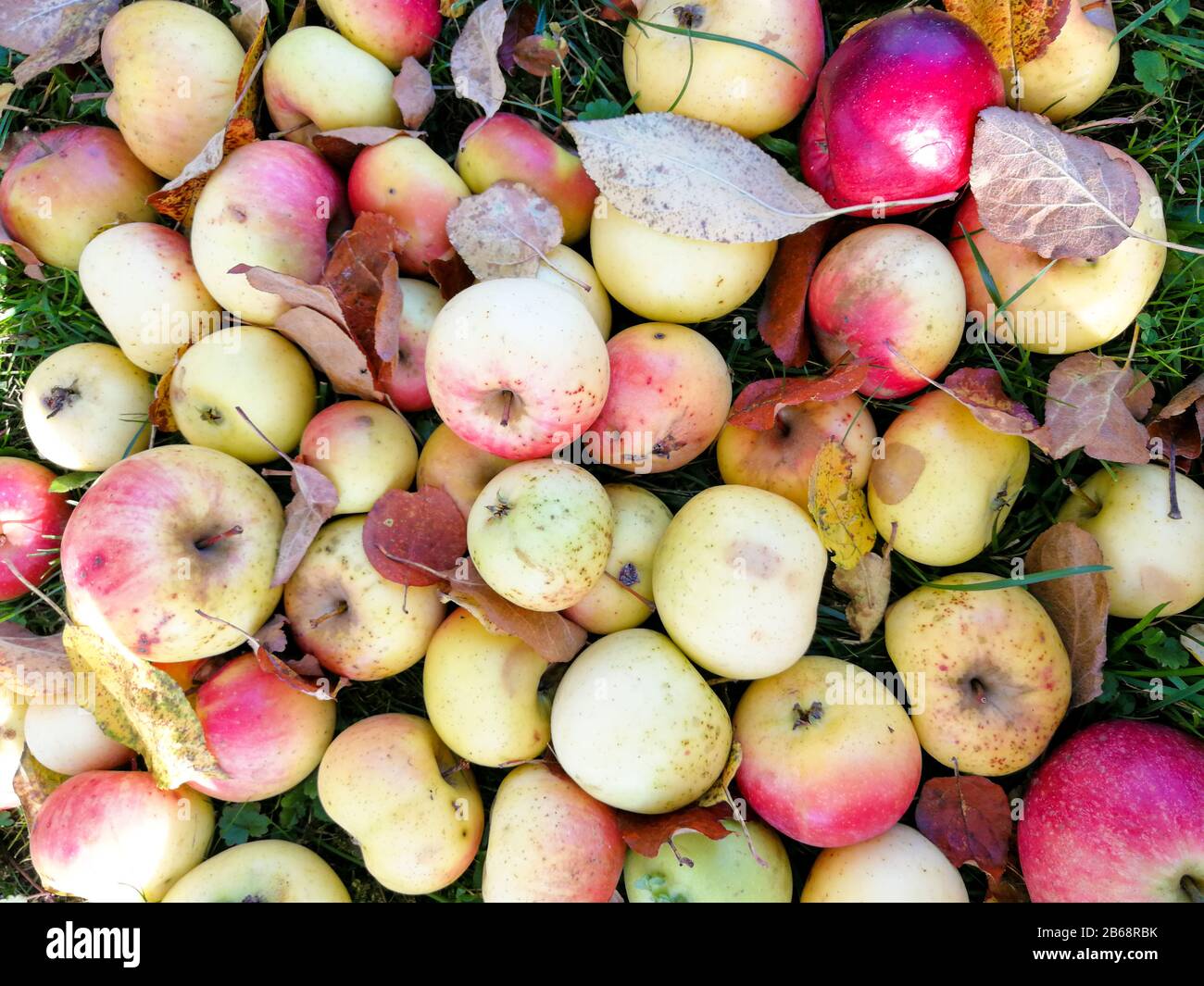 Auf dem Herbstgras sammelten sich viele Äpfel im Haufen Stockfoto