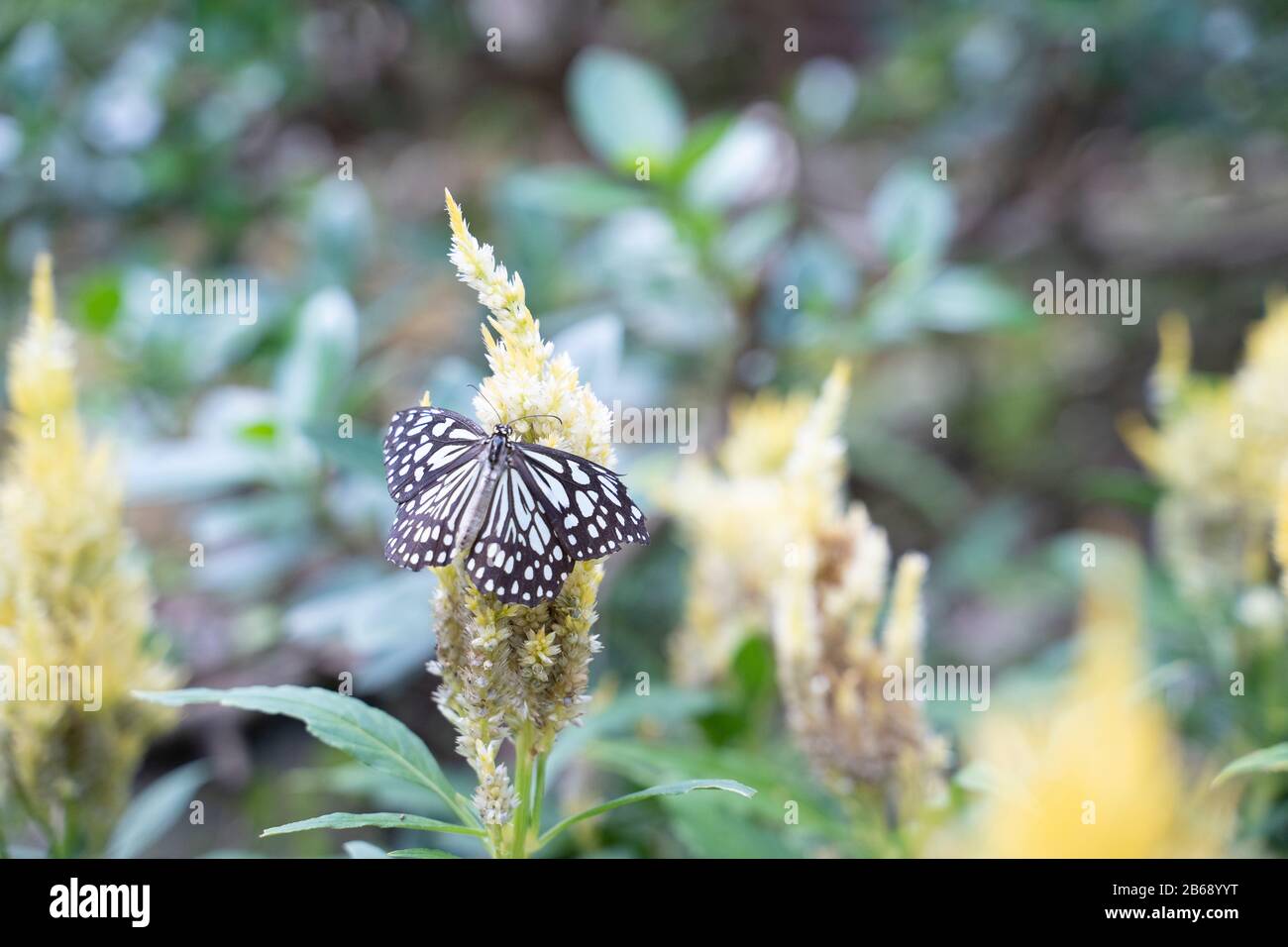 Schmetterling im Naturlebensraum.Schmetterling im Grünwald. Stockfoto