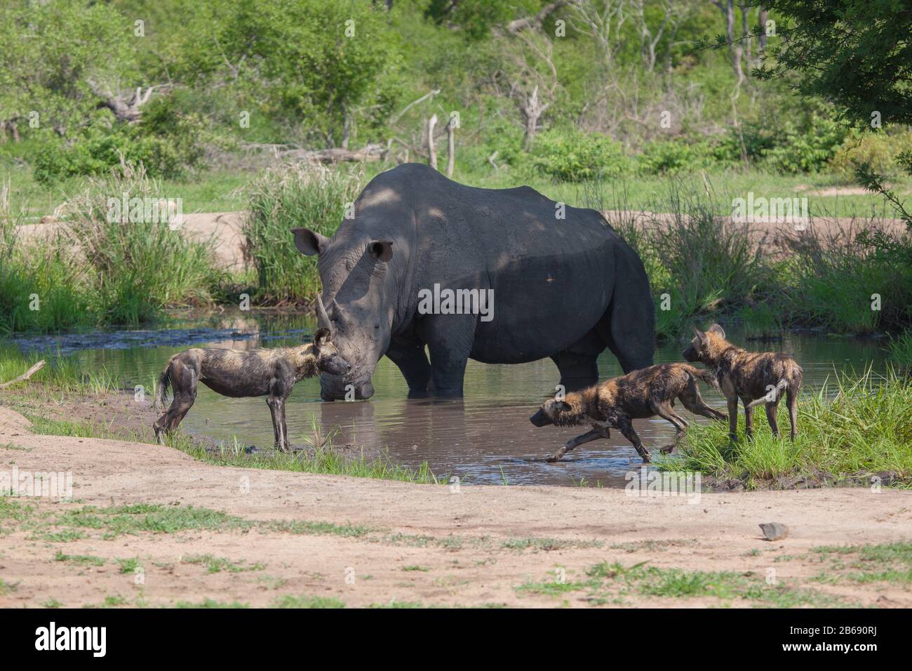 Ein weißes Nashorn, Ceratotherium simum, steht in einem Wasserloch, während daneben wilde Hunde, Lycaon pictus, spielen Stockfoto