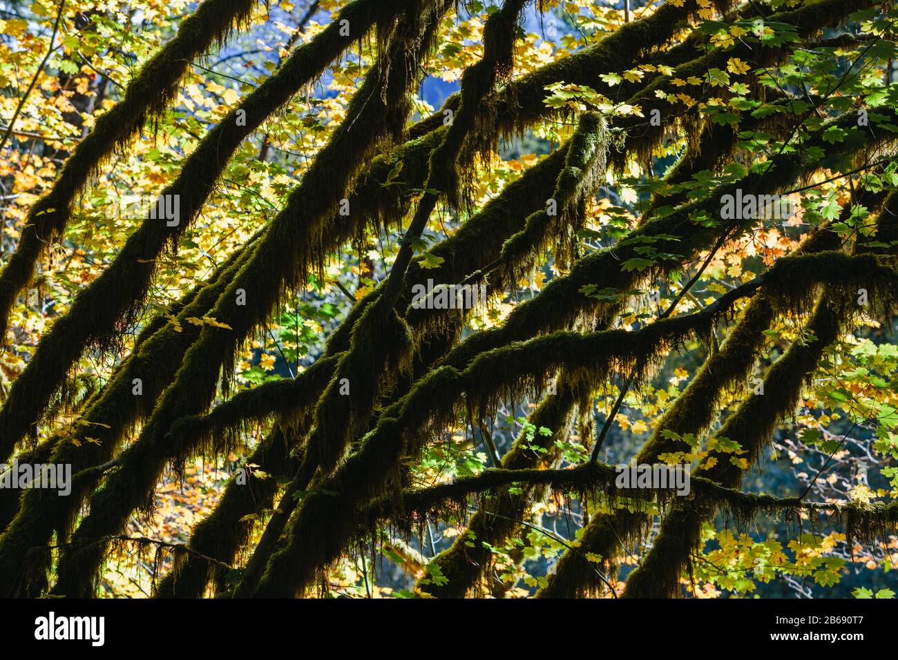 Dapple Sonnenlicht, das durch Weinreben-Ahorn-Bäume und Herbstlaub glänzt, entlang des North Fork Snoqualmie River, Washington Stockfoto