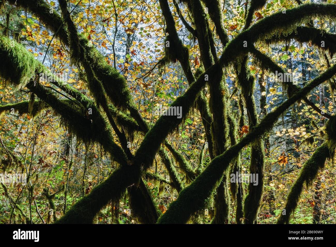 Moos bedeckte Vine Ahorn-Baum und üppigen gemäßigten Regenwald im Herbst Stockfoto