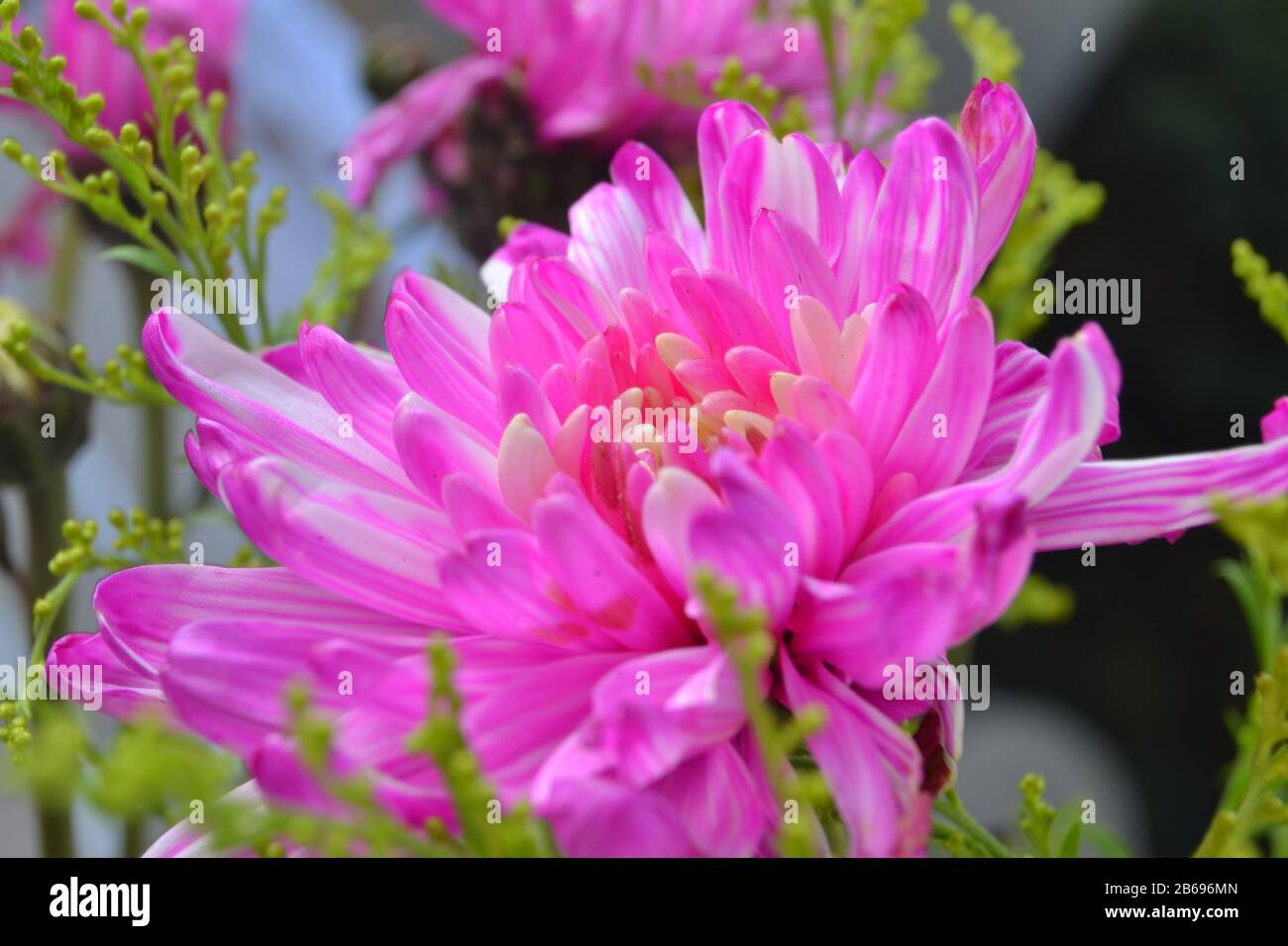 Chrysantheme werden manchmal auch als Mums oder Chrysanths bezeichnet Stockfoto