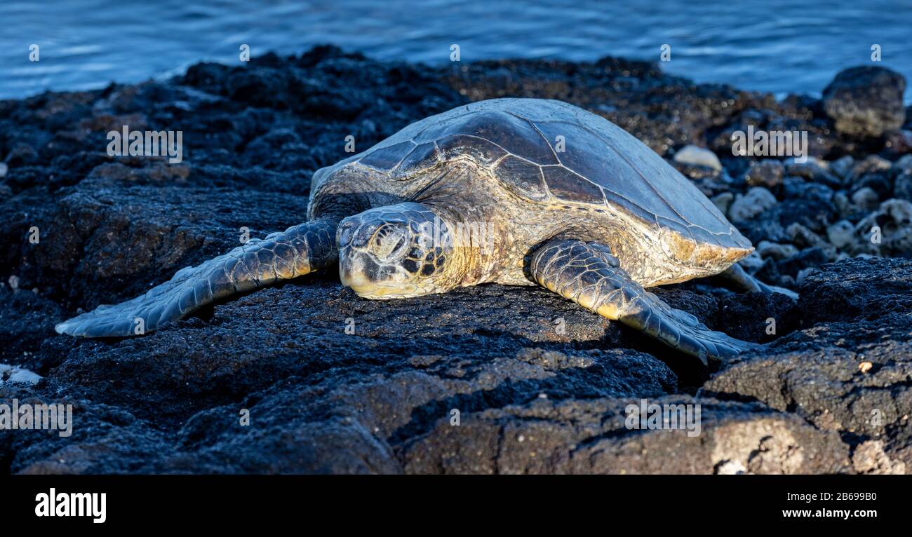 Hawaii Green Sea Turtle, Puako Beach, Hawaii Stockfoto