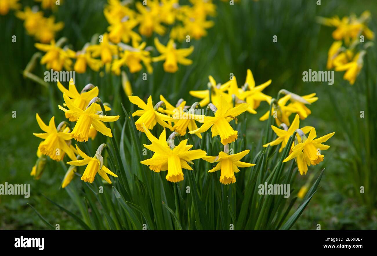 Royal Mile, Edinburgh, Schottland, Großbritannien. März 2020. Ständige Regenschauer am Morgen vor der Entspannung am Nachmittag, ziemlich luftig und bewölkt bei 10 Grad Celsius. Die Massen von Daffodils haben geblüht und zeigen sich in den Meadows gut. Stockfoto