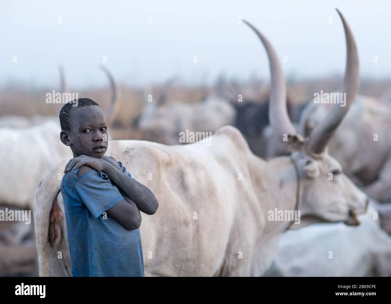 Mundari Stamm Junge inmitten langer Hörner Kühe in einem Viehlager, Central Equatoria, Terekeka, Südsudan Stockfoto