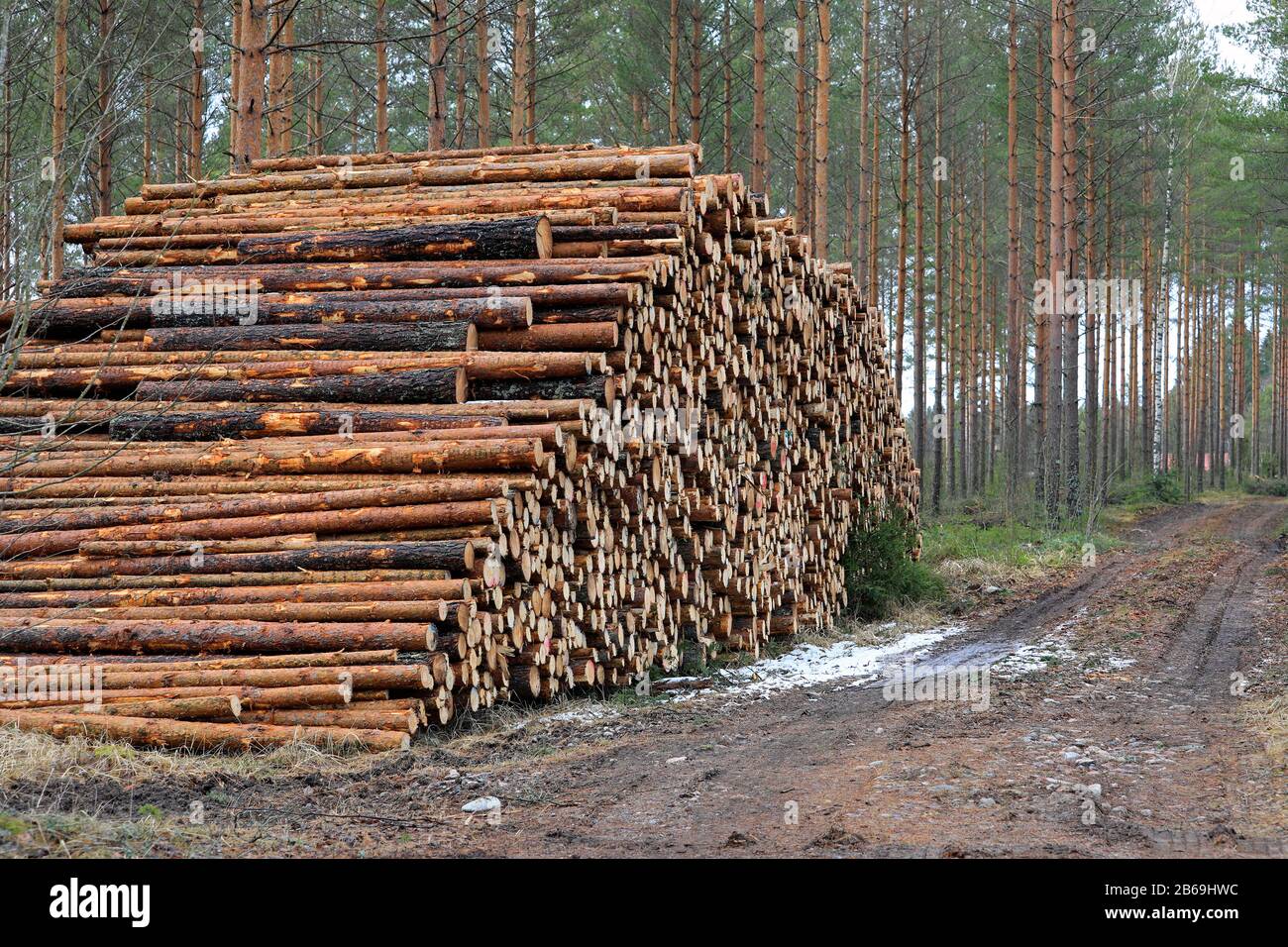 Riesiger Haufen Kiefernholz auf einer Holzfällstelle im Kiefernwald im frühen Frühjahr. Südfinnland. März 2020. Stockfoto