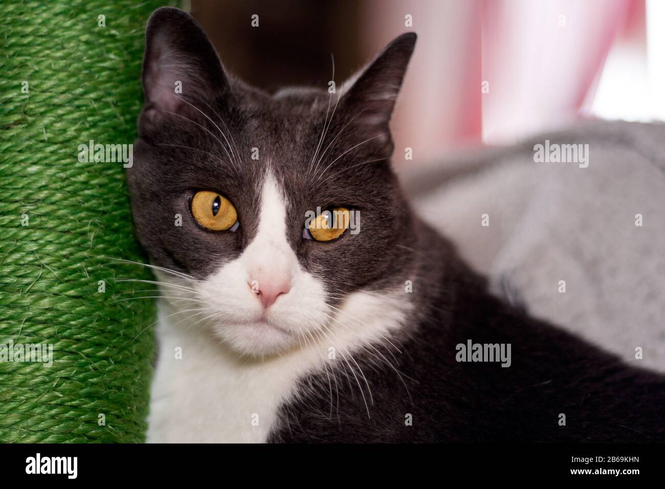 Wunderschönes Porträt einer mürrischen Katze Stockfoto