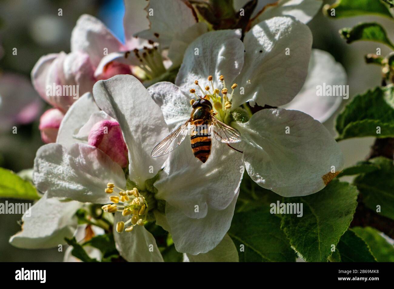 Insect on Appelblüte an einem sonnigen Frühlingstag Stockfoto