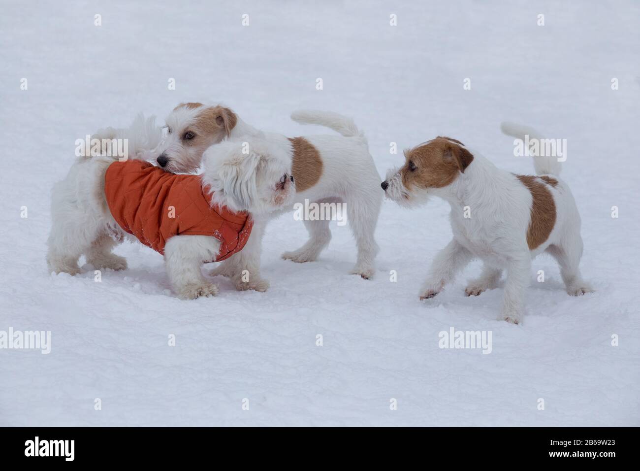 Im Winterpark spielen süße Shih tzu Welpen und zwei Jack russell Terrier Welpen auf weißem Schnee. Haustiere. Stockfoto