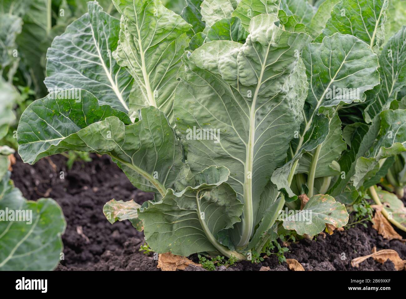Landwirtschaftsgebiet der Kohlfabrik. Santa Barbara County, Kalifornien Stockfoto