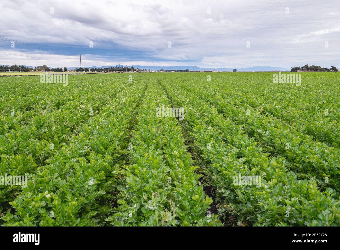 Landwirtschaftliches Feld mit langen Reihen Sellerieanlagen, schöner bewölkter Himmel Hintergrund. Erntesaison, Santa Barbara County, Kalifornien Stockfoto