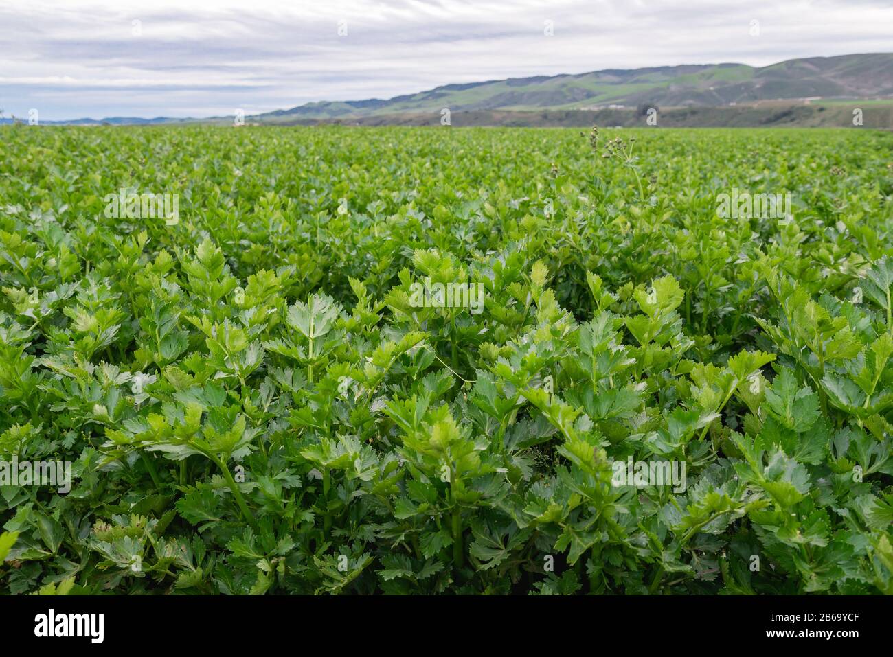 Landwirtschaftliches Feld der Sellerieanlagen. Erntesaison, Santa Barbara County, Kalifornien Stockfoto