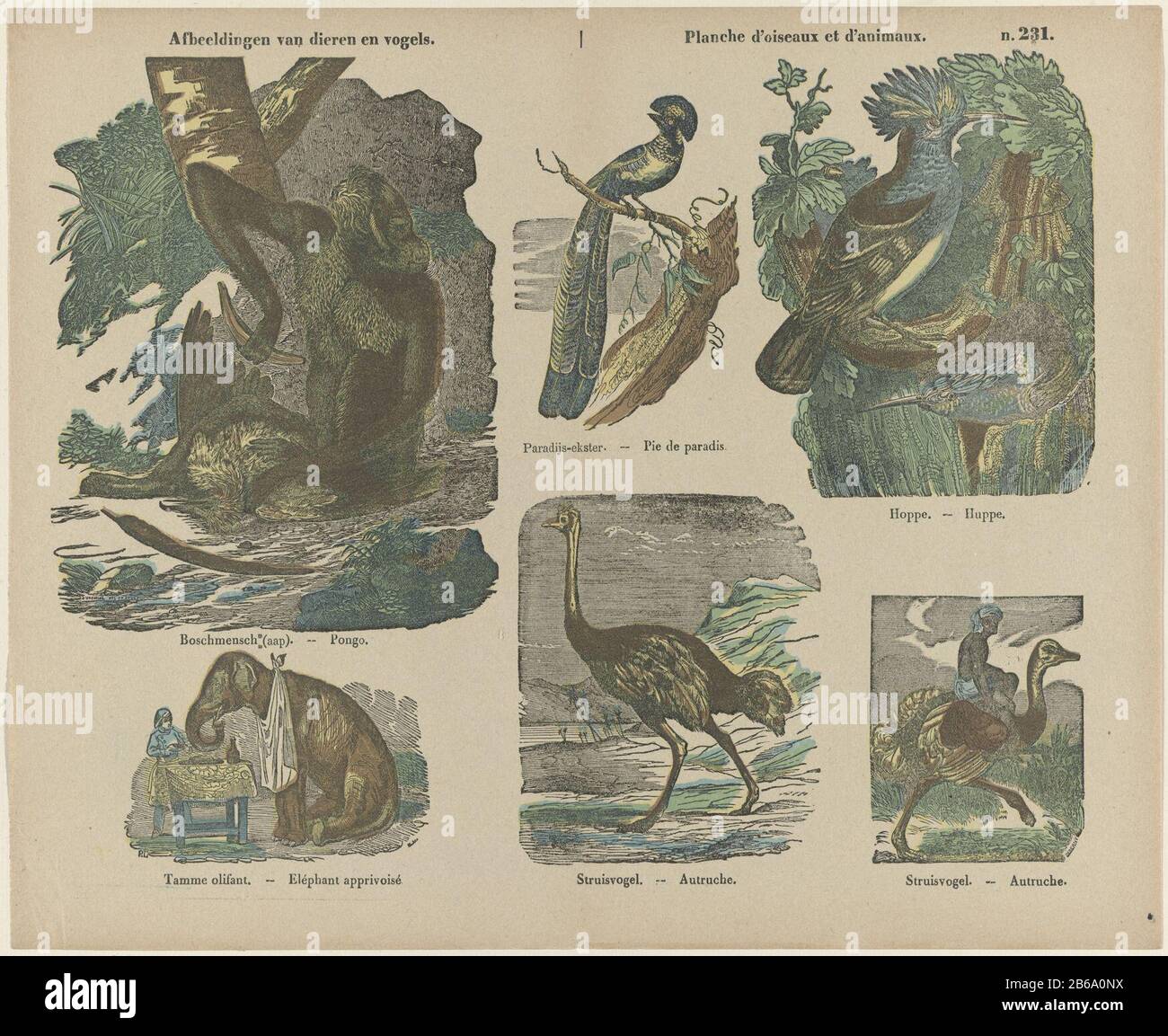 Bilder von Tieren und Vögeln Planche d'animaux et d'oiseaux (Titelobjekt) Leaf mit sechs Darbietungen verschiedener Tiere, Wo: Unter einem Affen, einem Elefanten und Strauß. Unter jedem Bild eine Bildunterschrift in niederländischer und französischer Sprache. Oben rechts nummeriert: N. 231. Hersteller: Druckmaschine H. Browndel (denkmalgeschütztes Gebäude) Druckmaschine: Druckerhersteller Deberny (denkmalgeschütztes Gebäude): Monogrammist P.L. (Denkmalgeschütztes Gebäude) Designer: Susemihl (denkmalgeschütztes Gebäude) Herausgeber: Brepols & Dierckx Sohn fertigen Turnhout dating: Von 160-1911 Physische Eigenschaften: Farblithograph in Blau, Gelb und Braun; Textdruckerei Mater Stockfoto