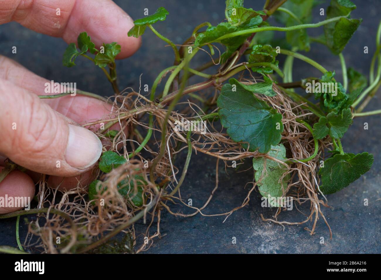 Gewhnlicher Gundermann, Gundermann, Efeublttriger Echt-Gundelrebe,  Gundermann, Gundelrebe, Glechoma hederacea, Alehoof, Efeu, Boden - Efeu,  Gill Stockfotografie - Alamy