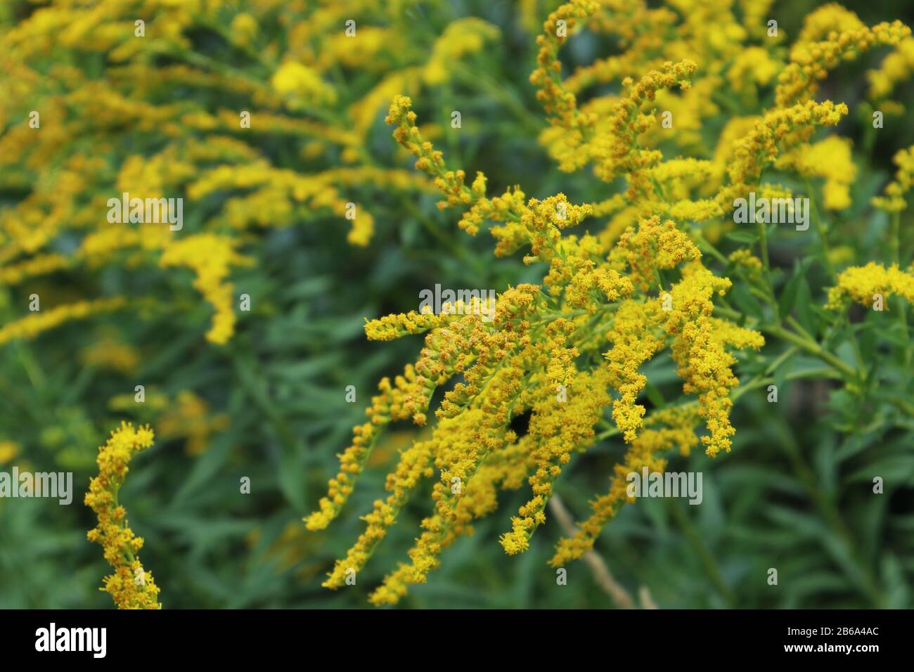 Kleine gelbe Blumen Herbstfarben Nahaufnahme Gras Makro blühen helle Farben Hintergrund Stockfoto