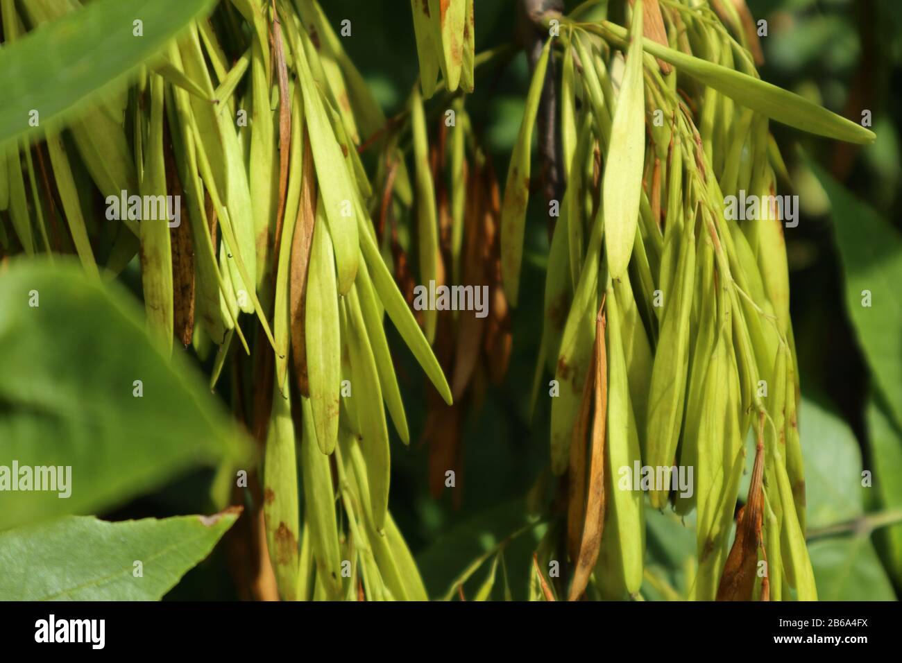 Baumkörner Herbst Natur Nahaufnahme Pflanze hinterlässt Textur Stockfoto