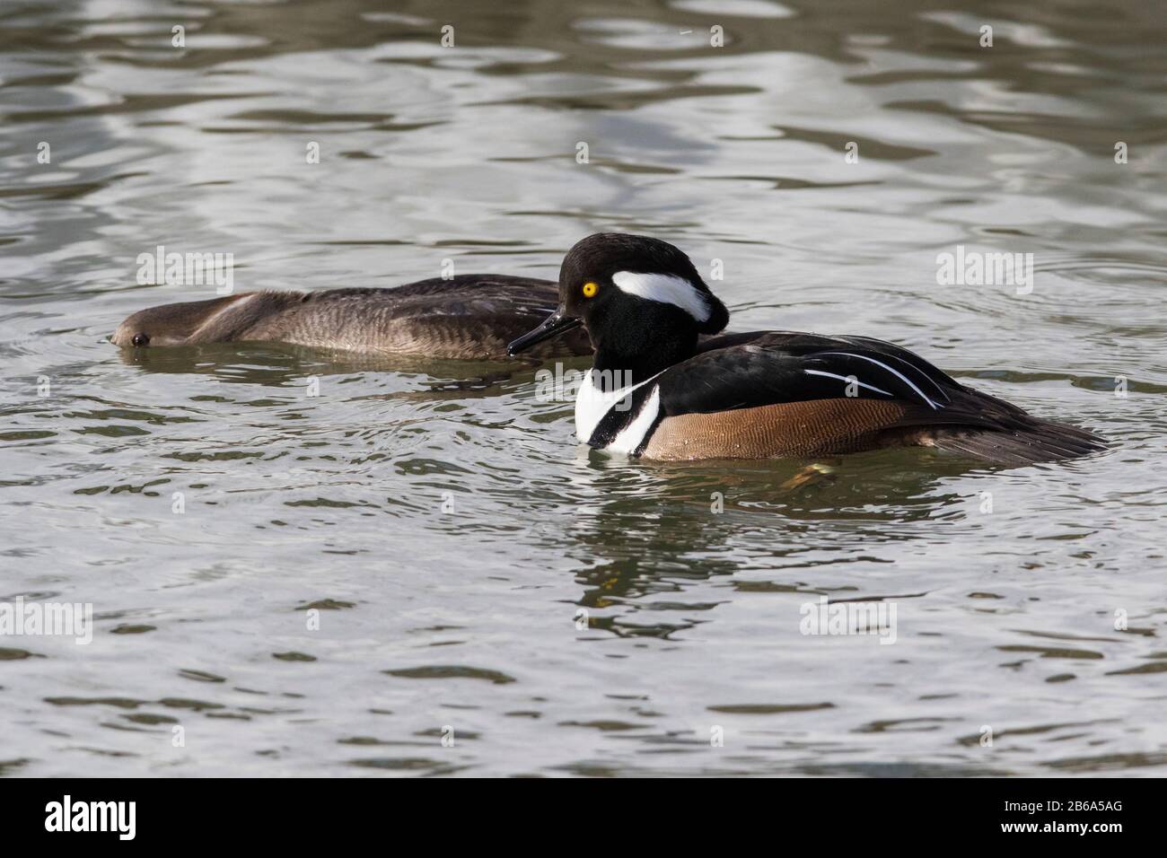 Nordamerikanischer Fischotter (Lontra Canadensis) Stockfoto