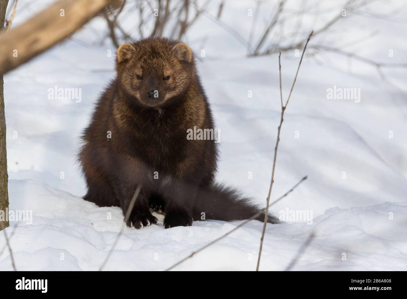 Nordamerikanischer Fischotter (Lontra Canadensis) Stockfoto