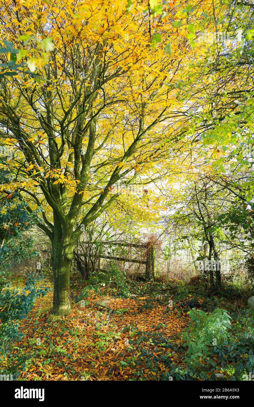 Eine warme Herbst-Bilderlandschaft in einem englischen Garten in Wiltshire mit einer schnittblättrigen Buche, die beginnt, ihre goldgelben Blätter zu verschütten Stockfoto