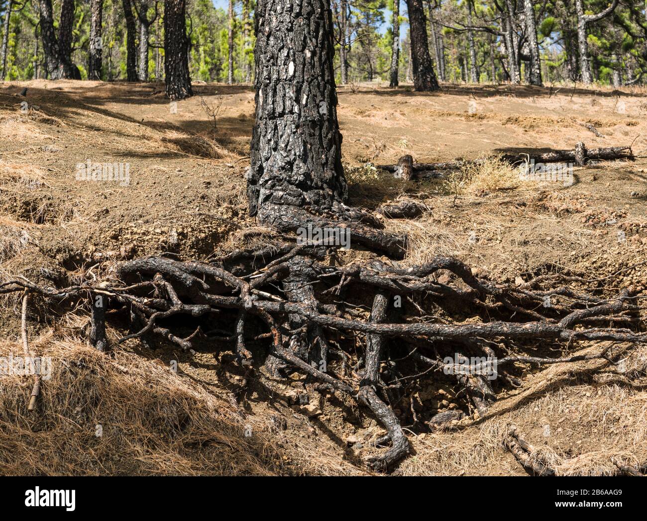 Einheimische kanarische Pinien (Pinus canariensis), die in einem Waldbrand verbrannt wurden, sich aber jetzt erholen, Llano del Jable, La Palma, Kanarische Inseln Stockfoto
