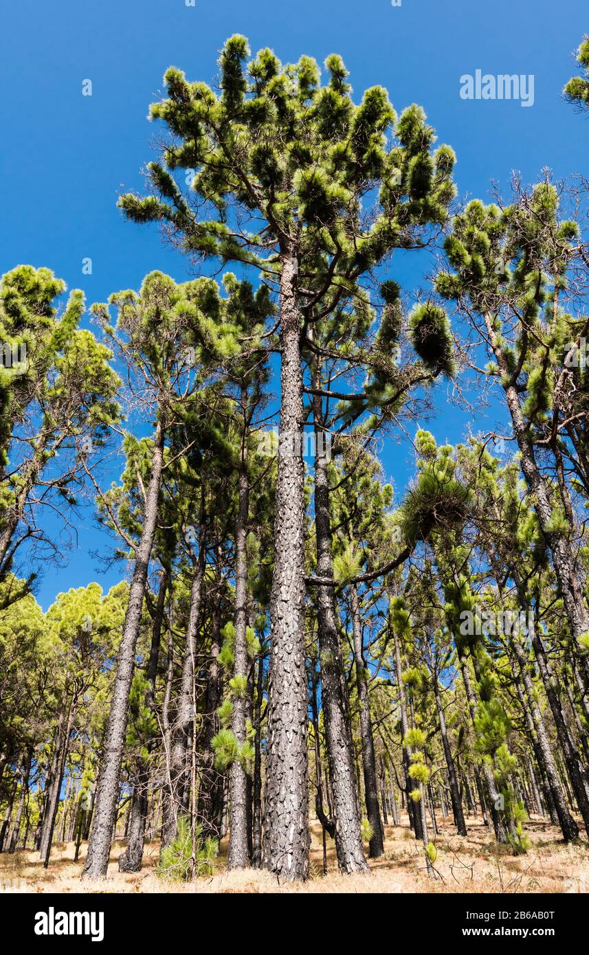 Einheimische kanarische Pinien (Pinus canariensis), die in einem Waldbrand verbrannt wurden, sich aber jetzt erholen, Llano del Jable, La Palma, Kanarische Inseln Stockfoto
