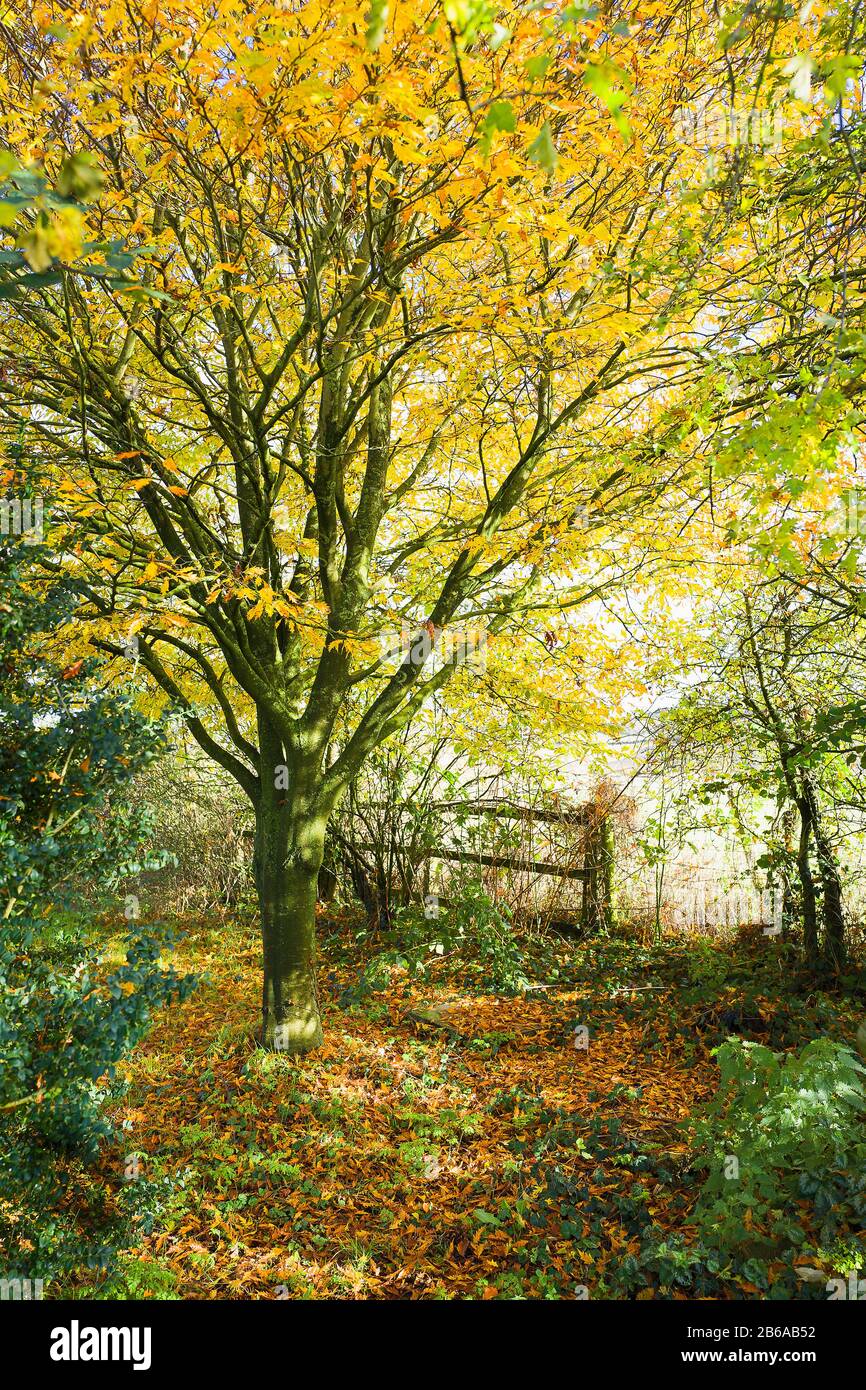 Eine warme Herbst-Bilderlandschaft in einem englischen Garten in Wiltshire mit einer schnittblättrigen Buche, die beginnt, ihre goldgelben Blätter zu verschütten Stockfoto