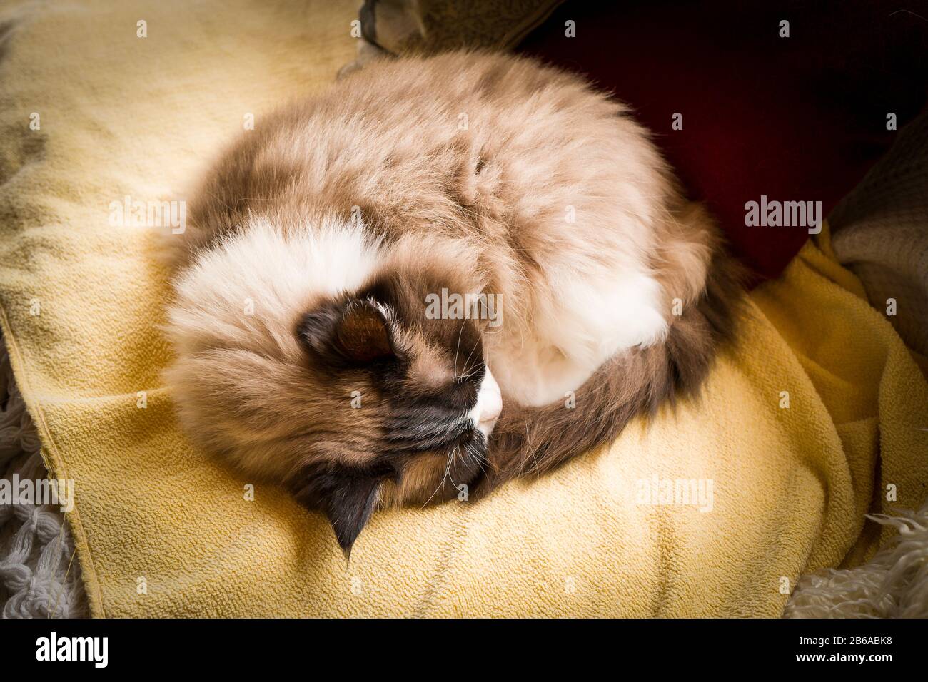 Eine ausgereifte Ragdoll-Katze schlief in einer warmen Decke ein Stockfoto
