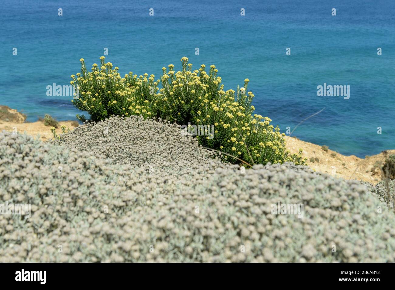 Wildblumen an der Küste an der Twelve Apostles, Great Ocean Road, Victoria, Australien Stockfoto