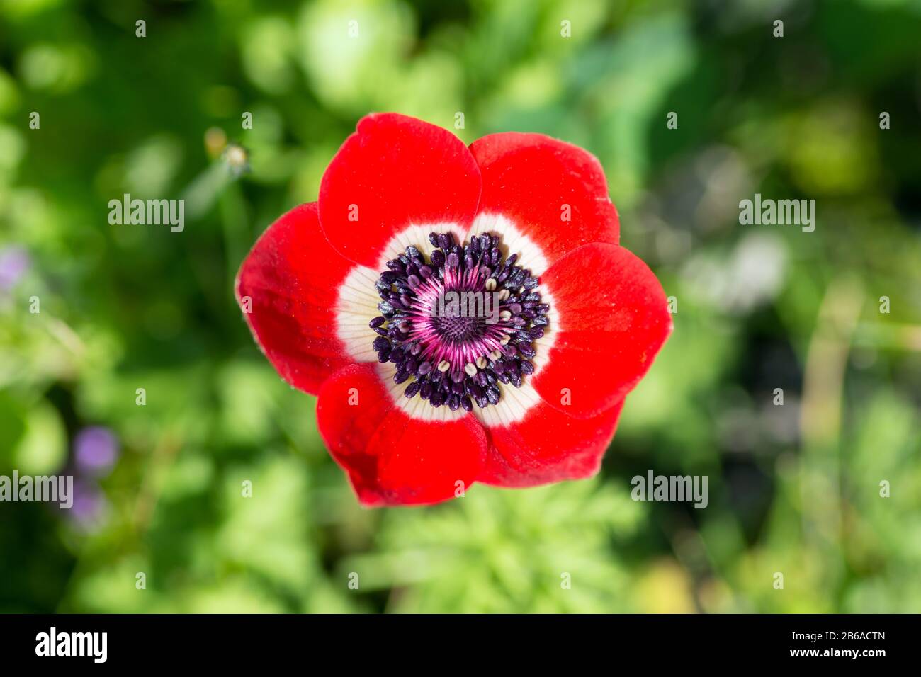 Rote Anemone Blume Stockfoto
