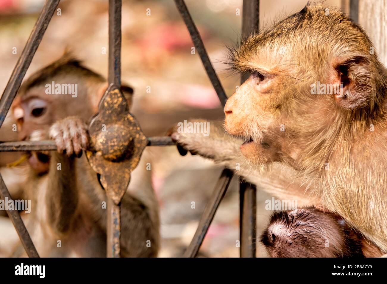 Krabbenfresser Makaque (Macaca fascicularis) in einer städtischen Umgebung Stockfoto