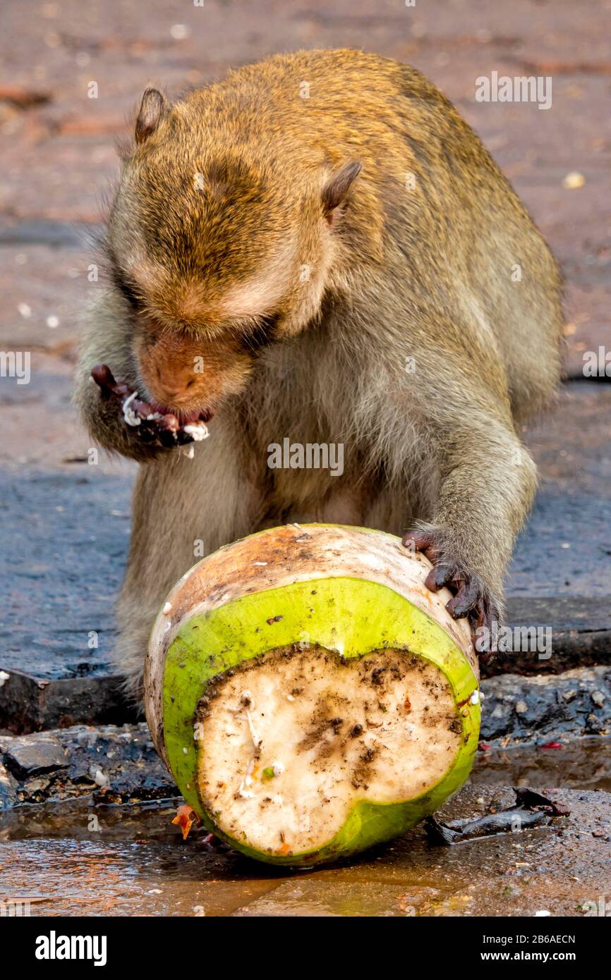 Krabbenfresser Makaque (Macaca fascicularis) in einer urbanen Umgebung, die eine Kokosnuss isst Stockfoto