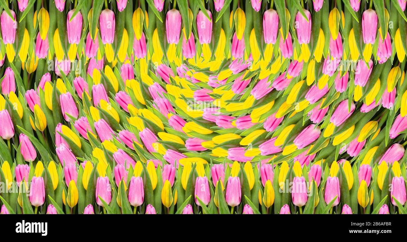 Rosa und gelbe Tulpenblumen Hintergrund. Flaches Lay. Draufsicht. Valentinstag und Hintergrund des Muttertags. Stockfoto
