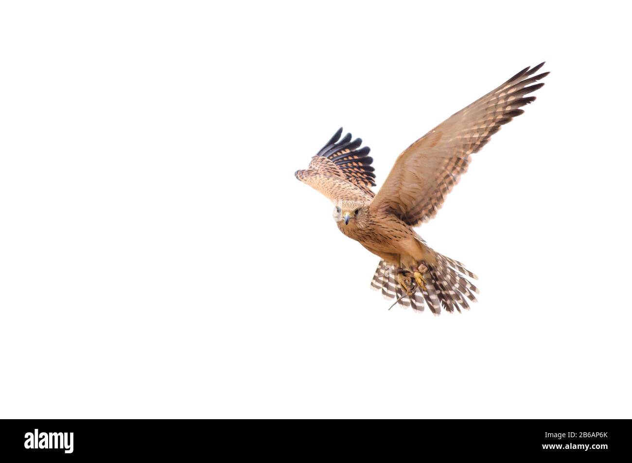Ein geretteter lanner Falcon (Falco biarmicus) schwand vor weißem Hintergrund in den Himmel. Rettungszentrum "Birds of Prey", Südafrika Stockfoto