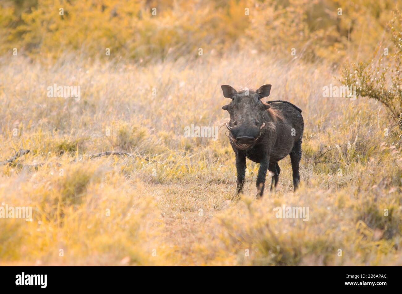 Ein häufiger Warthog (Phacochoerus africanus), der allein in einer grasigen Öffnung im Busch steht, in goldenem Abendlicht. Kruger National Park, Südafrika Stockfoto