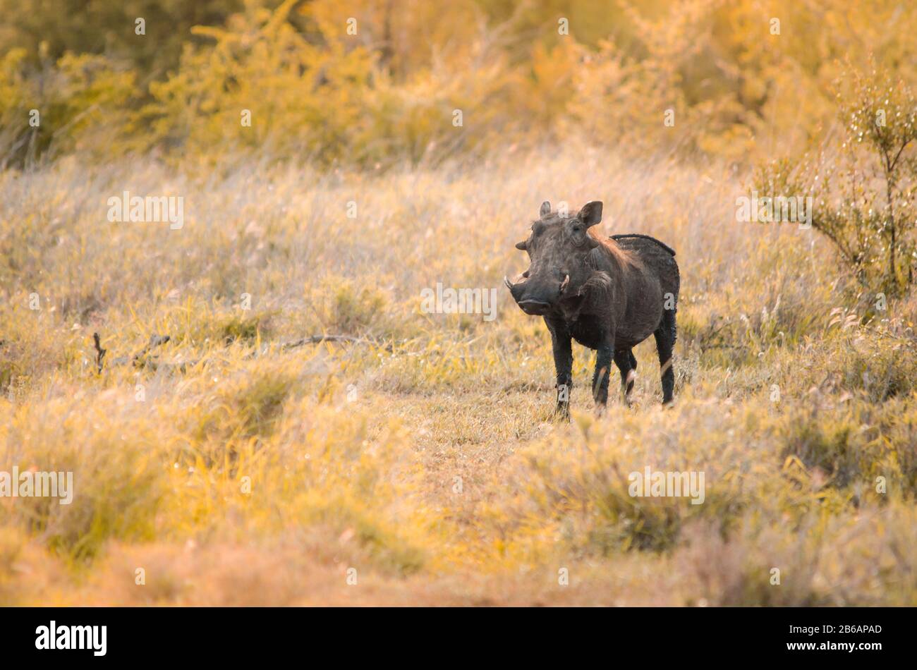 Ein häufiger Warthog (Phacochoerus africanus), der allein in einer grasigen Öffnung im Busch steht, leuchtete das Gebüsch in goldenem Abendlicht. Kruger Nation Stockfoto